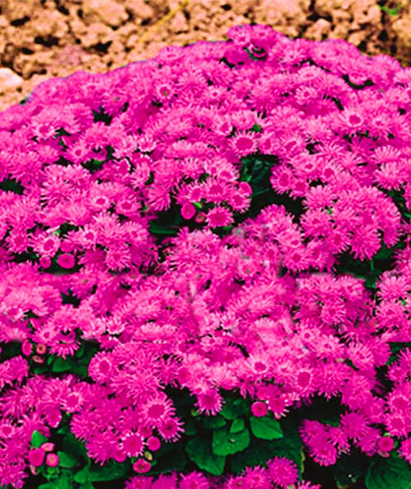Ageratum: plantare și îngrijire. Soiuri populare
