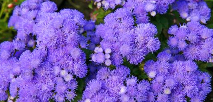 Ageratum: plantare și îngrijire. Soiuri populare