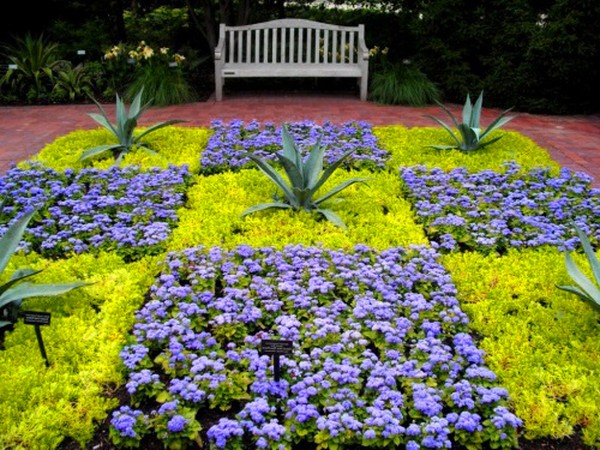 Ageratum: plantare și îngrijire. Soiuri populare