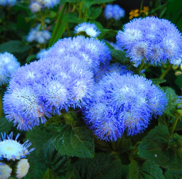 Ageratum: plantare și îngrijire. Soiuri populare