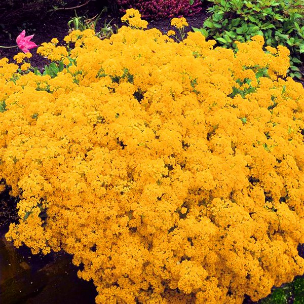 Alyssum: plantare și îngrijire, fotografii ale celor mai bune soiuri