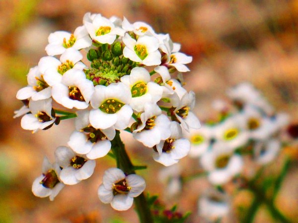 Alyssum: plantare și îngrijire, fotografii ale celor mai bune soiuri