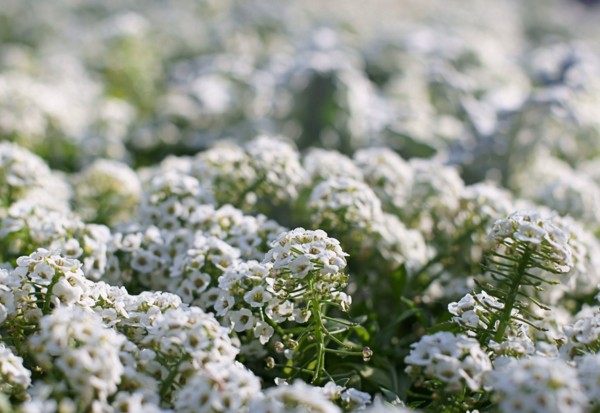 Alyssum: plantare și îngrijire, fotografii ale celor mai bune soiuri
