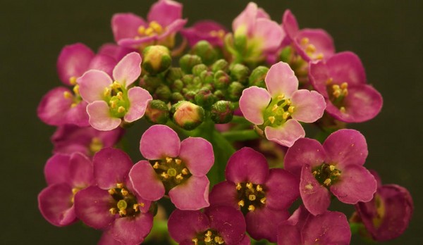 Alyssum: plantare și îngrijire, fotografii ale celor mai bune soiuri
