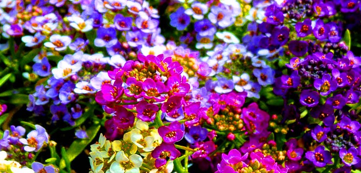Alyssum: plantare și îngrijire, fotografii ale celor mai bune soiuri