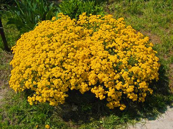 Alyssum: plantare și îngrijire, fotografii ale celor mai bune soiuri