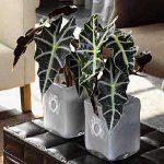 Alocasia și grijă de ea Alocasia și grijă de ea