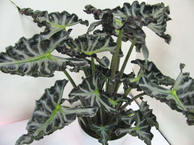 Alocasia și grijă de ea