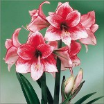 Amaryllis și hippeastrum: frați gemeni Amaryllis și hippeastrum: frați gemeni