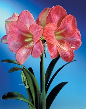 Amaryllis și hippeastrum: frați gemeni