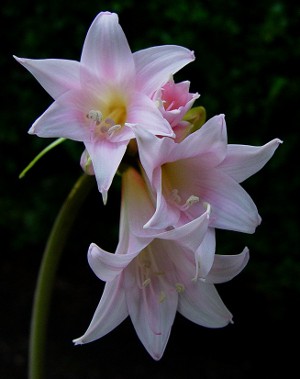 Amaryllis și hippeastrum: frați gemeni Amaryllis și hippeastrum: frați gemeni