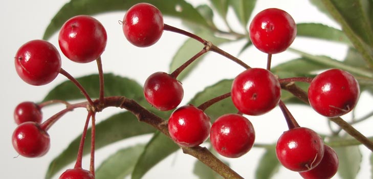 Ardisia: îngrijire și fotografie