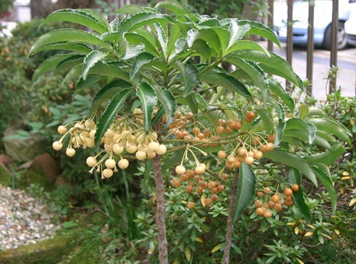 Ardisia - cea mai faimoasă specie