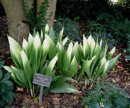 Aspidistra: îngrijire la domiciliu