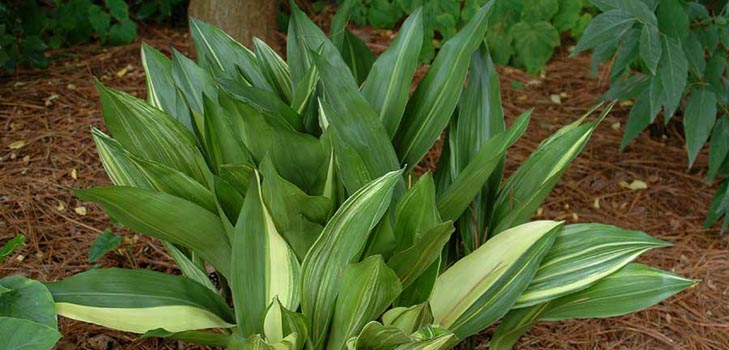 Aspidistra: îngrijire acasă, înflorire, fotografie
