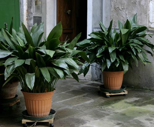 Aspidistra: specii și soiuri