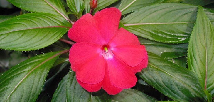 Balsam grădină: cultivare