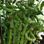 Bambusul fericirii Bambusul fericirii