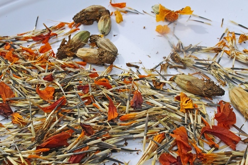 Marigolds pe răsaduri