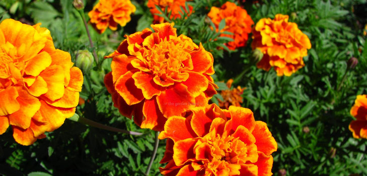 Marigolds pe răsaduri
