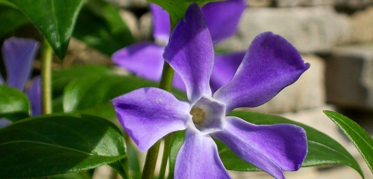 Periwinkle. Cultivarea și îngrijirea 