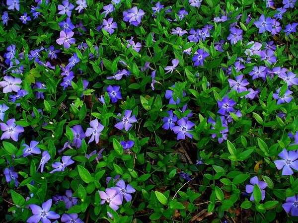 Periwinkle. Cultivarea și îngrijirea 