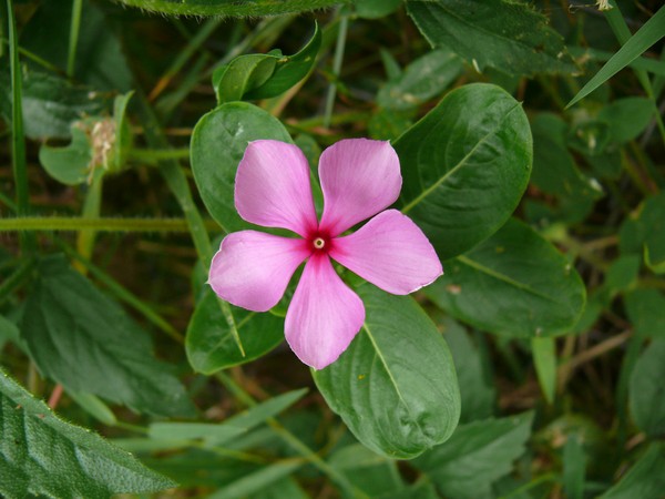 Periwinkle. Cultivarea și îngrijirea 