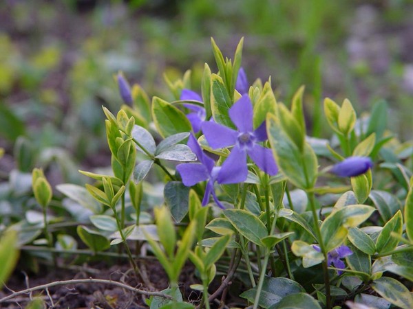 Periwinkle. Cultivarea și îngrijirea 