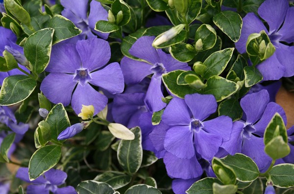 Periwinkle. Cultivarea și îngrijirea 