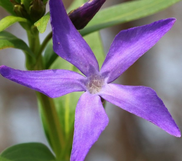 Periwinkle. Cultivarea și îngrijirea 