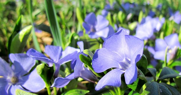 Periwinkle. Cultivarea și îngrijirea 