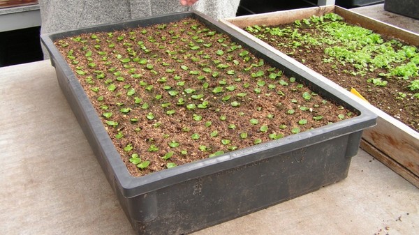 Periwinkle. Cultivarea și îngrijirea 