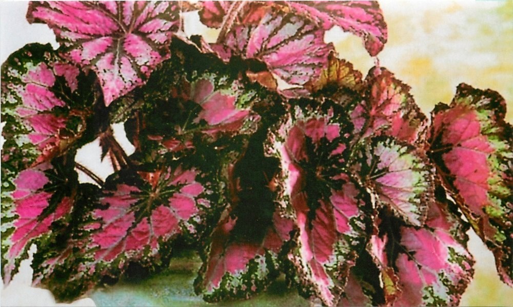 begonia fără flori