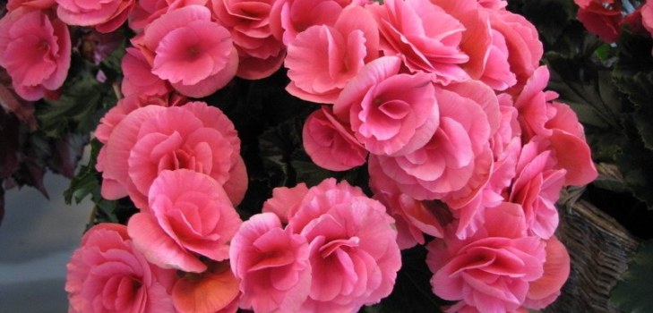 begonia flori