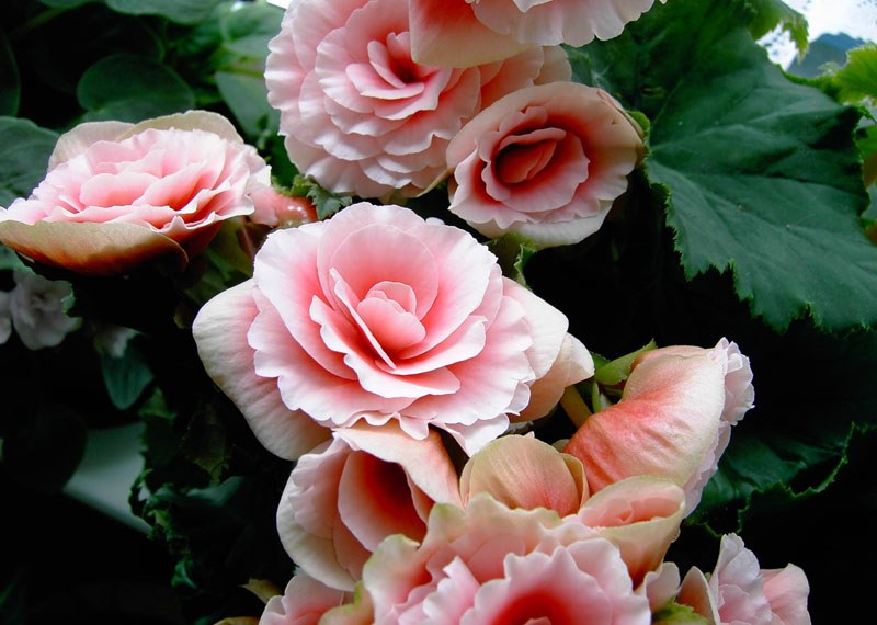 roz begonia