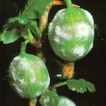 Acoperire albă cu fructe de palmier Acoperire albă cu fructe de palmier