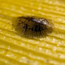 insecte scara
