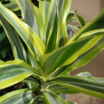 Ce se întâmplă dacă dracaena se usucă sau se transformă în galben? 