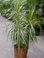 Ce se întâmplă dacă dracaena se usucă sau se transformă în galben?