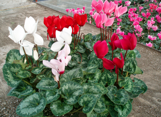 Cyclamen acasă