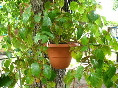 Tsissus. Tipuri de struguri