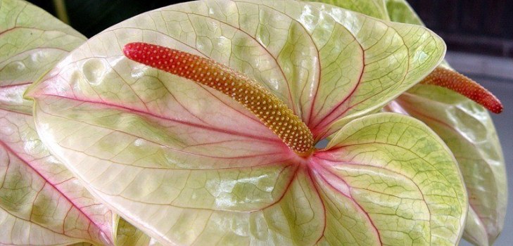 flori frumoase