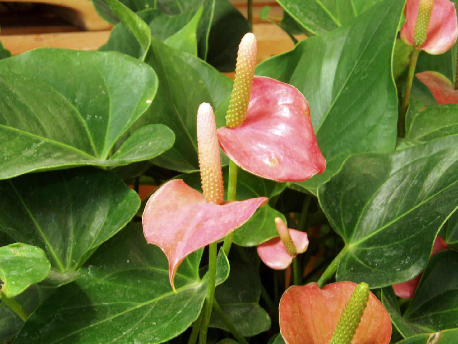 plante cu flori