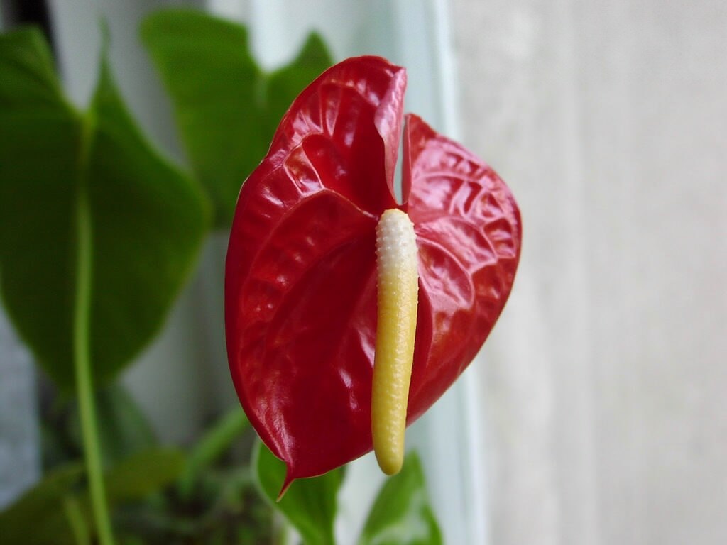 flori rosii