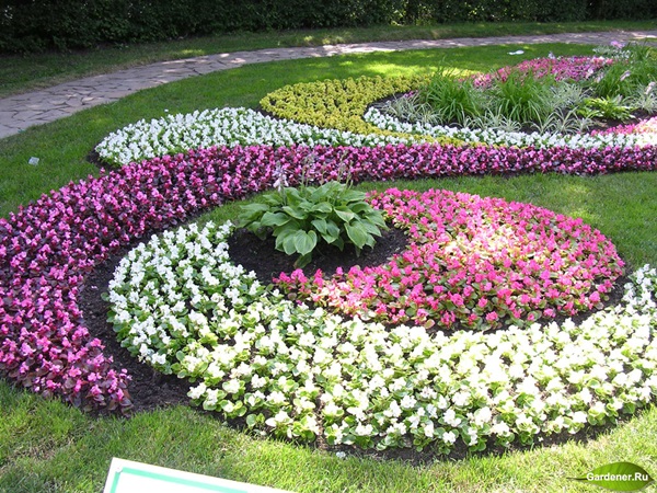 Flori frumoase pentru un pat de flori