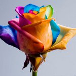 Flori pentru 8 martie: buchete originale pictate