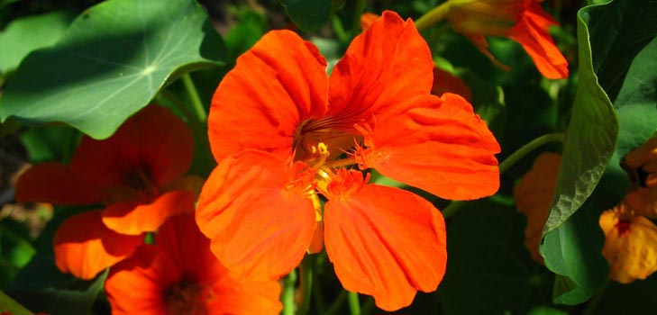 Flower Nasturtium: cum să crească din semințe, cum să aibă grijă, fotografii frumoase