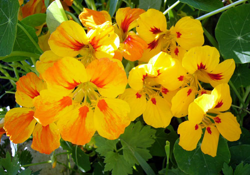 Nasturtium - cultivat din semințe