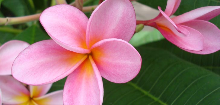 Floarea Plumeria - mirosul magic din casa ta