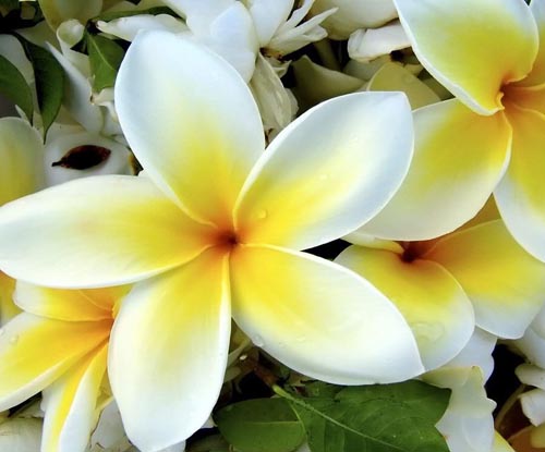 Floarea Plumeria - mirosul magic din casa ta